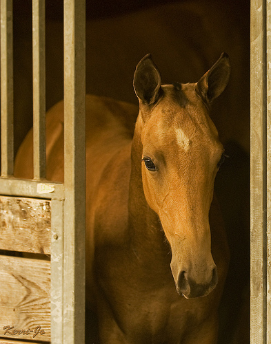 Horse Heaven