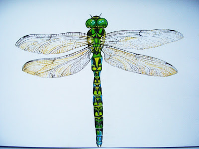 Dragonflies