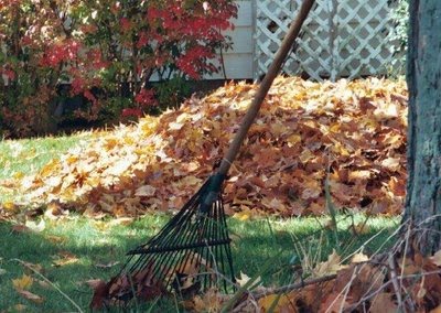 Piles of leaves